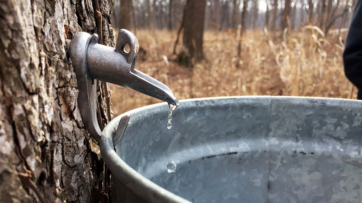Senior Series: Maple Syrup Hikes at Ryerson Woods